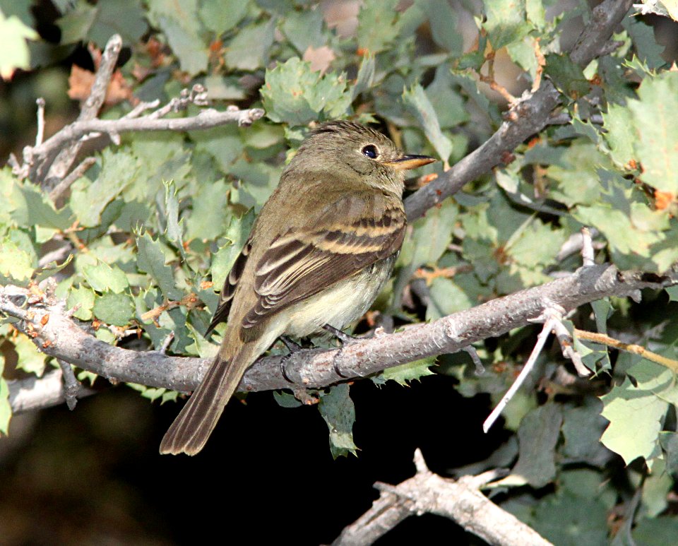FLYCATCHER, PACIFIC-SLOPE (9-21-09) cottonwood springs, carrizo n m , slo co, ca -03