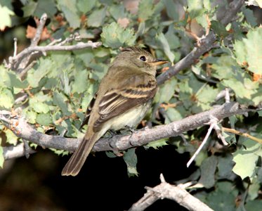 FLYCATCHER, PACIFIC-SLOPE (9-21-09) cottonwood springs, carrizo n m , slo co, ca -03