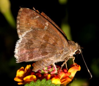 SKIPPER, ACACIA (Cogia hippalus) (9-17-10) 78 circulo montana, pat lake ranch estates, scc, az -03