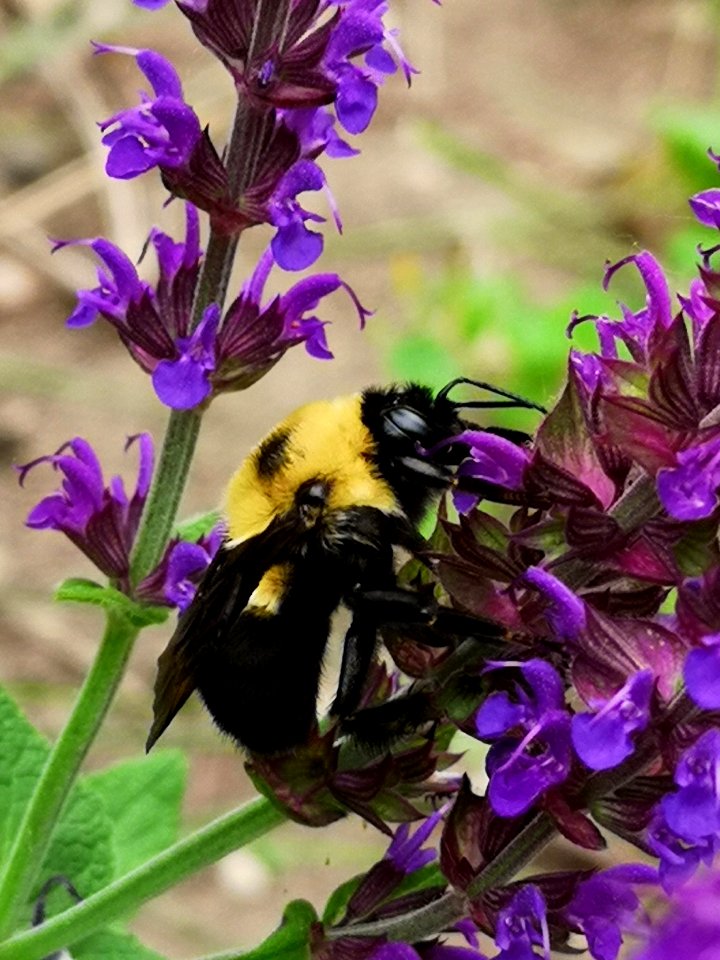 Bee and woodland sage (Salvia nemorosa)