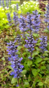 Bugle and sweet woodruff
