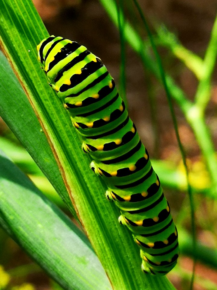 Black swallowtail butterfly caterpillar on fennel (Foeniculum vulgare) host plant