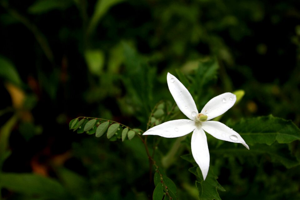Nature white flower plant