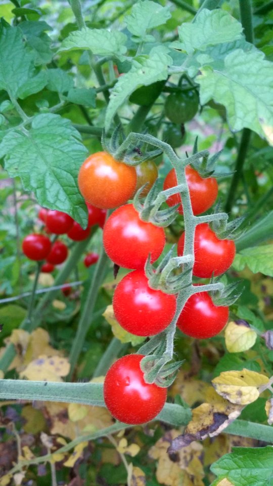 Matt's Wild Cherry tomato