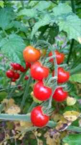 Matt's Wild Cherry tomato