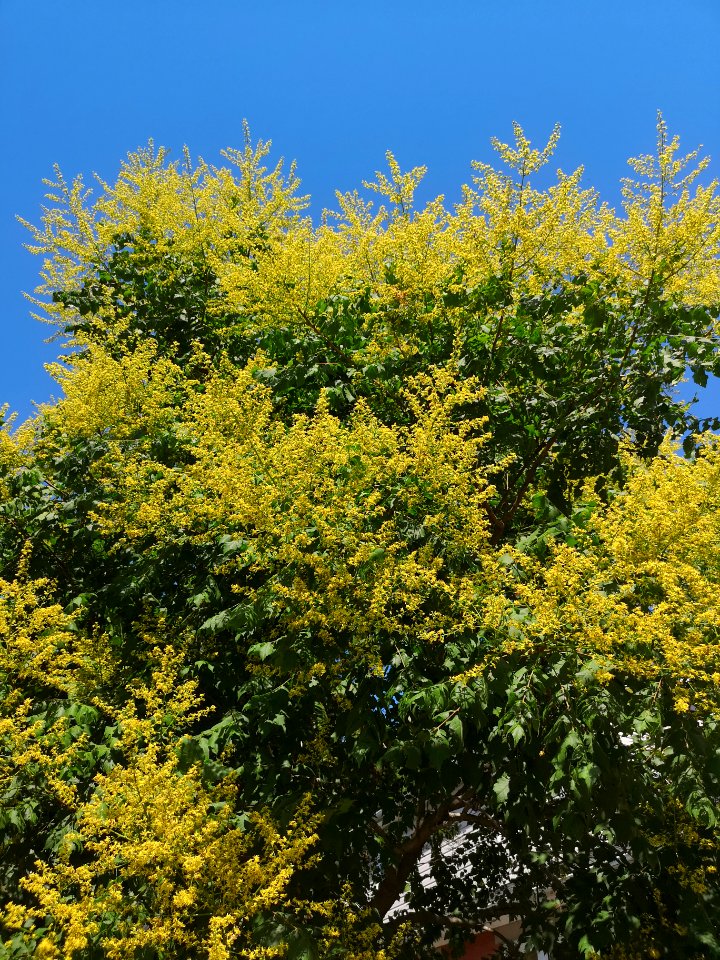 Goldenrain tree (Koelreuteria paniculata)