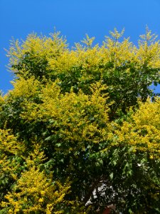 Goldenrain tree (Koelreuteria paniculata)