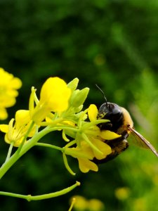 Carpenter bee Xylocopa visiting mustard flowers Brassica juncea