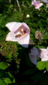 Bees mostly ignore the balloonflower. Maybe they would like the blue kind