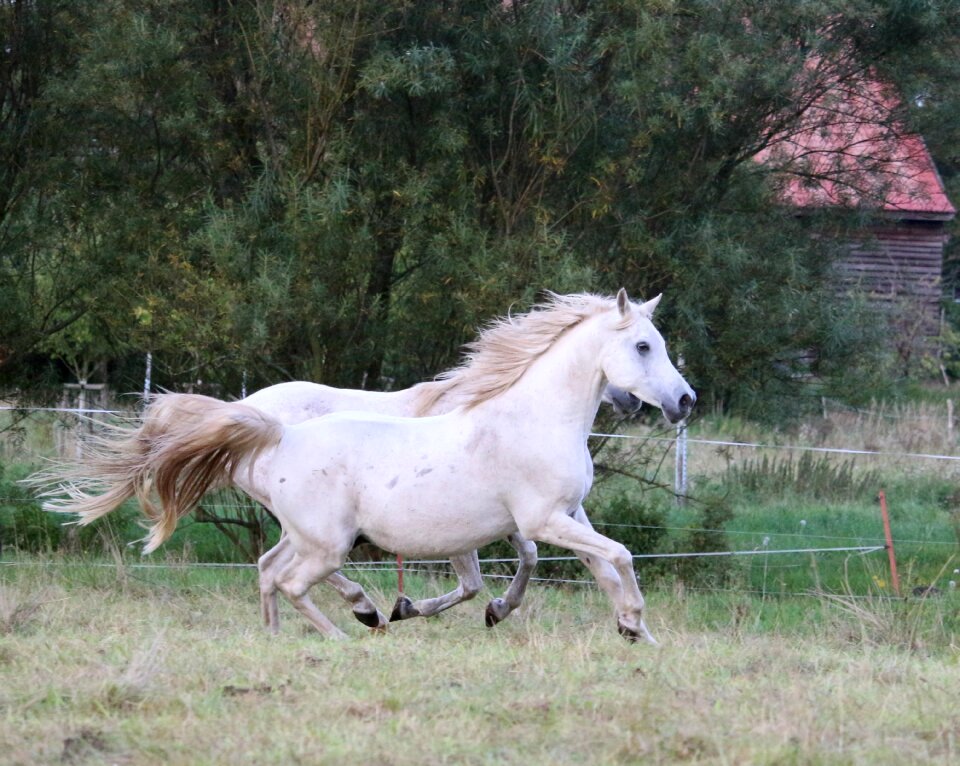 Thoroughbred arabian sleipnir pasture
