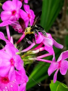 Carpenter bee nectar robbing Phlox paniculata