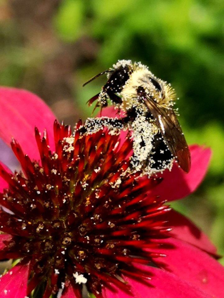 Bumblebee covered with pollen visiting coneflower Echinacea 'Cheyenne Spirit'