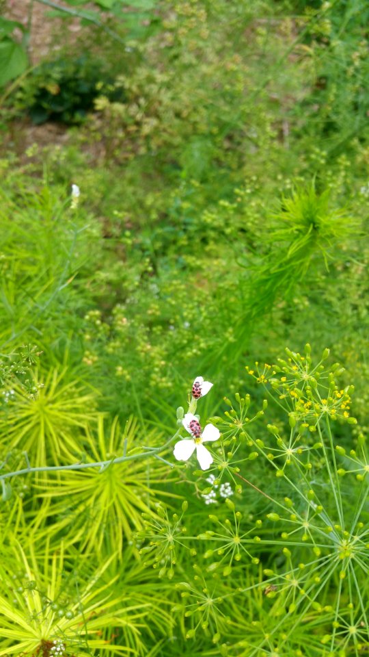 Radish flowers, Amsonia, dill, coriander etc.