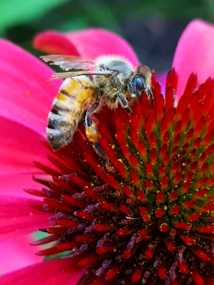 Honeybee (Apis mellifera) visiting coneflower (Echinacea 'Cheyenne Spirit')