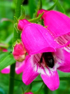 Bee in beardtongue (Penstemon 'Red Rocks')