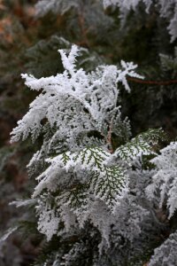 Branch winter ice photo
