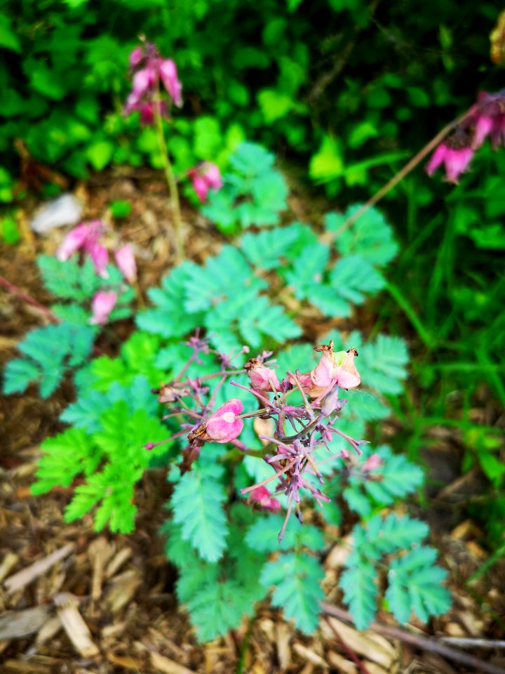 Dicentra eximia 'Luxuriant' surviving heatwave