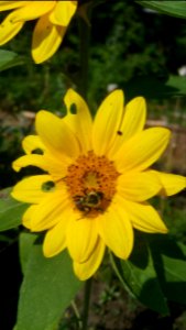 Bee and beetle on sunflower