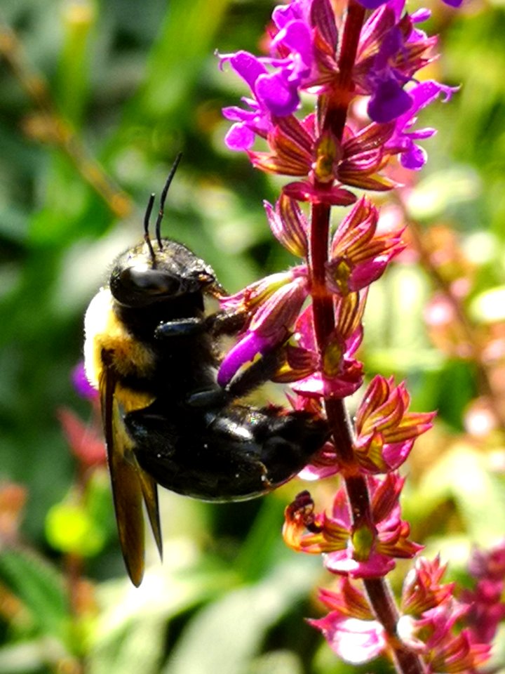 Carpenter bee visiting Salvia nemorosa