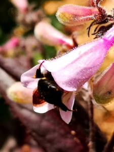 Bee visiting beardtongue flowers (Penstemon x Dark Towers) photo