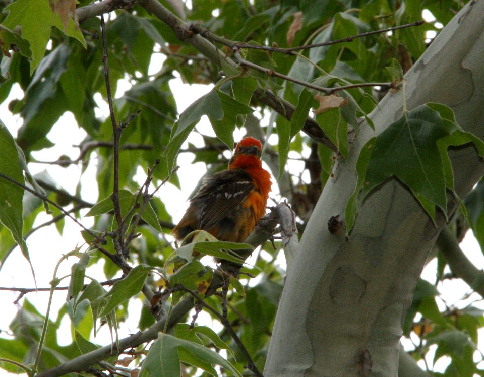 TANAGER, FLAME-COLORED (6-17-09) madera cyn, az -04