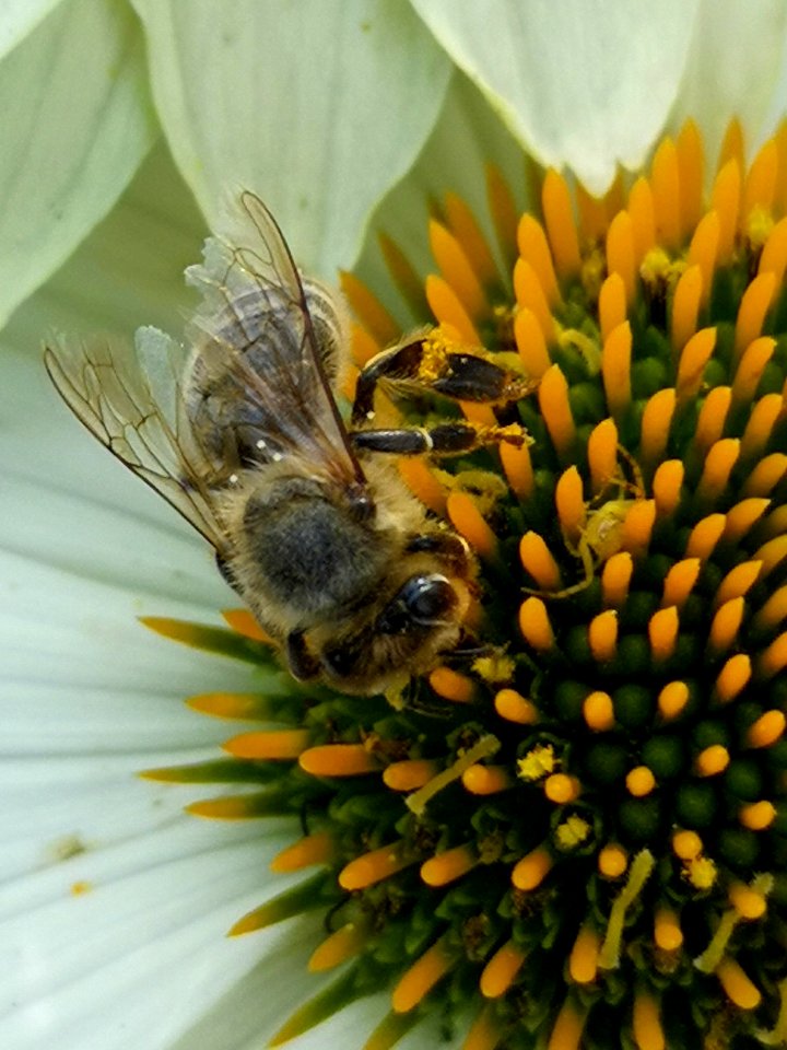 Honeybee and spider on Echinacea PowWow White