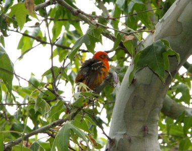 TANAGER, FLAME-COLORED (6-17-09) madera cyn, az -01