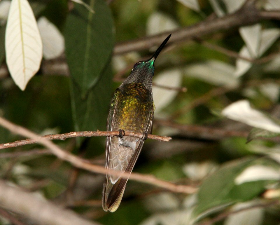 HUMMINGBIRD, MAGNIFICENT (6-17-09) madera cyn, az -04