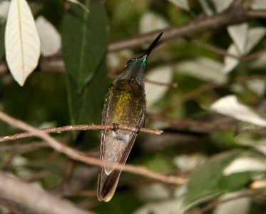 HUMMINGBIRD, MAGNIFICENT (6-17-09) madera cyn, az -04