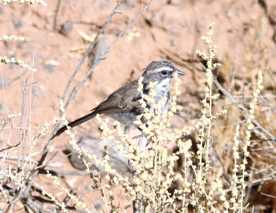 SPARROW, BLACK-THROATED (9-1-09) quail springs, carrizo, slo co, ca -01