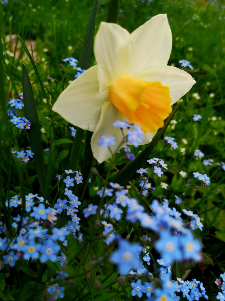 Salome daffodil blooms with forget me nots