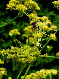 Bald-faced hornet (Dolichovespula maculata) visiting lovage (Levisticum officinale) flowers