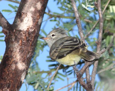BEARDLESS-TYRANNULET, NORTHERN  (9-13-10) patagonia lake state park, scc, az -07