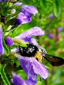 Carpenter bee (Xylocopa virginica) nectar robbing dragonhead (Dracocephalum moldavica)