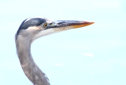 HERON, GREAT BLUE (9-18-09) oceano, slo co, ca -01