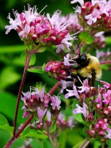 Bumblebee visiting oregano Origanum vulgare