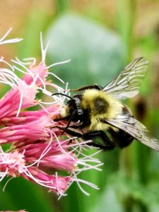 Bumblebee visiting Joe Pye weed