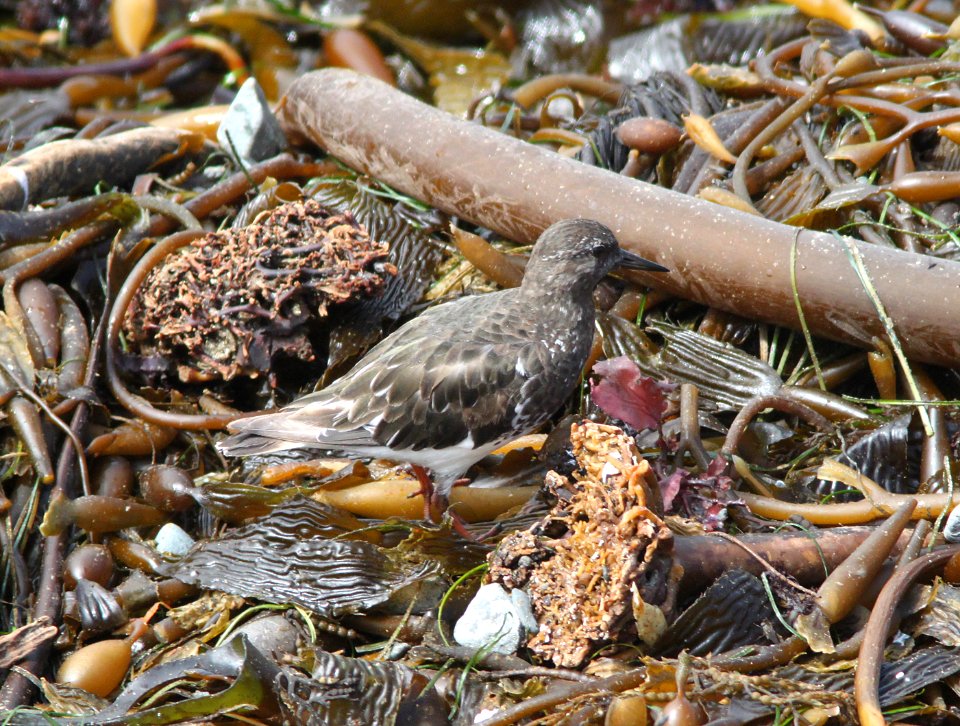 TURNSTONE, BLACK (8-24-09) north coast, slo co, ca -02