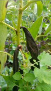 many remaining fava bean pods gone black