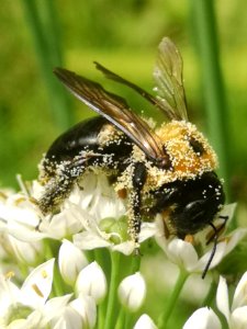 Carpenter bee Xylocopa virginica covered in pollen visiting flowers of garlic chives Allium tuberosum
