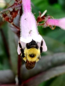 Bee visiting beardtongue Penstemon Dark Towers