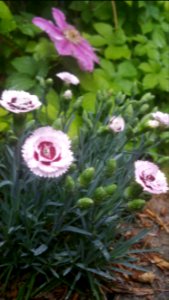 Dianthus Scent First Raspberry Surprise
