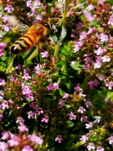 Honeybee visiting thyme (Thymus praecox Nutmeg) flowers
