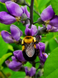 Bees visiting false indigo (Baptisia) flowers