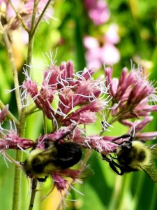 Bumblebee visiting Joe Pye weed Eupatorium