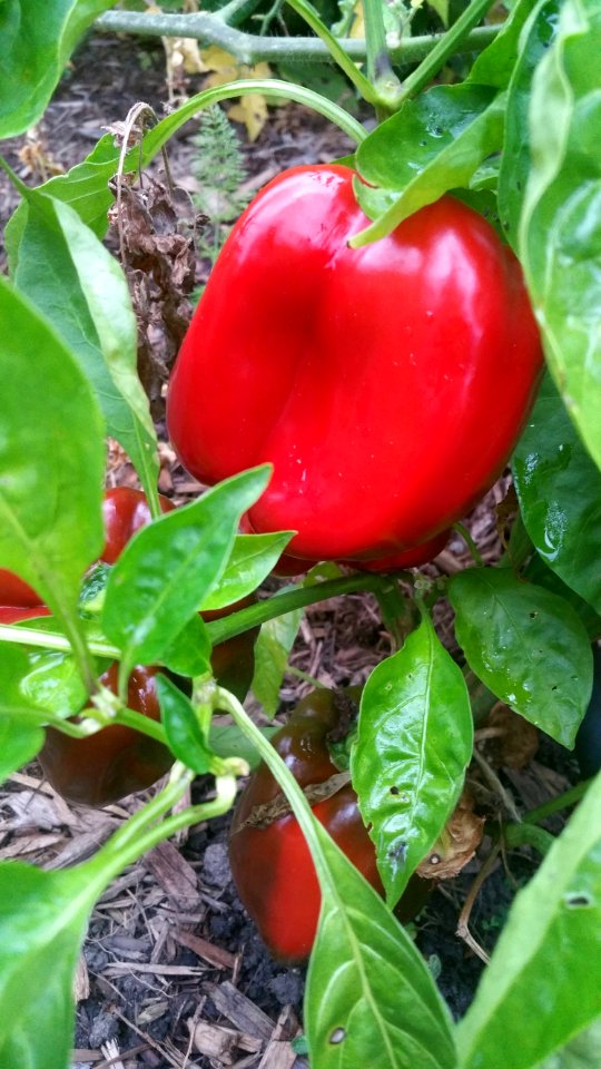 King Crimson peppers