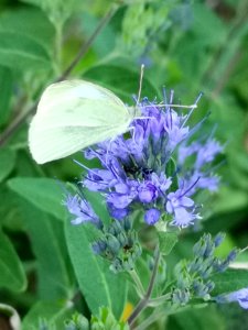Cabbage white butterfly and bluebeard photo
