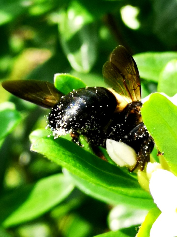 Carpenter bee nectar robbing Daphne Eternal Fragrance
