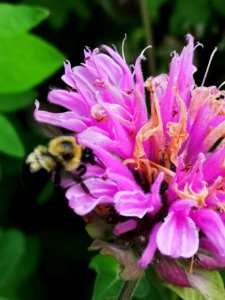 Bee with Monarda bee balm photo