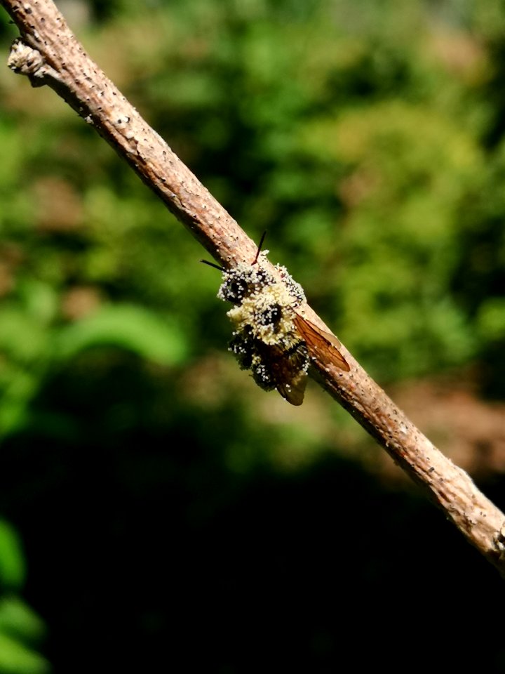 Bumblebee covered in pollen from rose of Sharon (Hibiscus syriacus)